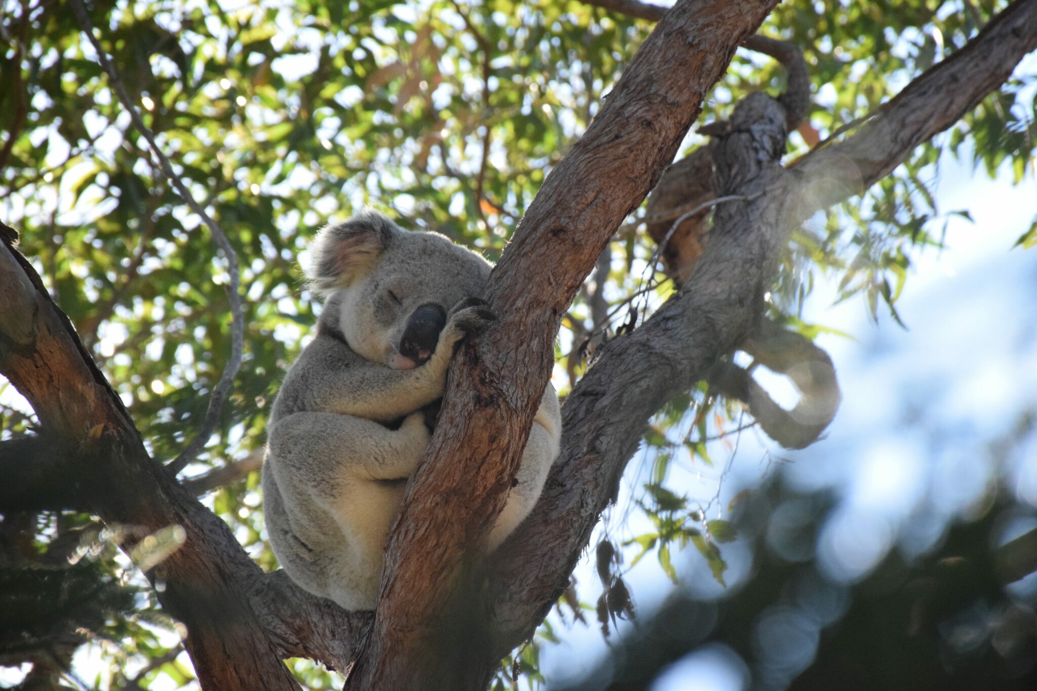 Photo dun koala durant mon PVT en Australie. Trouver du travail en Australie.