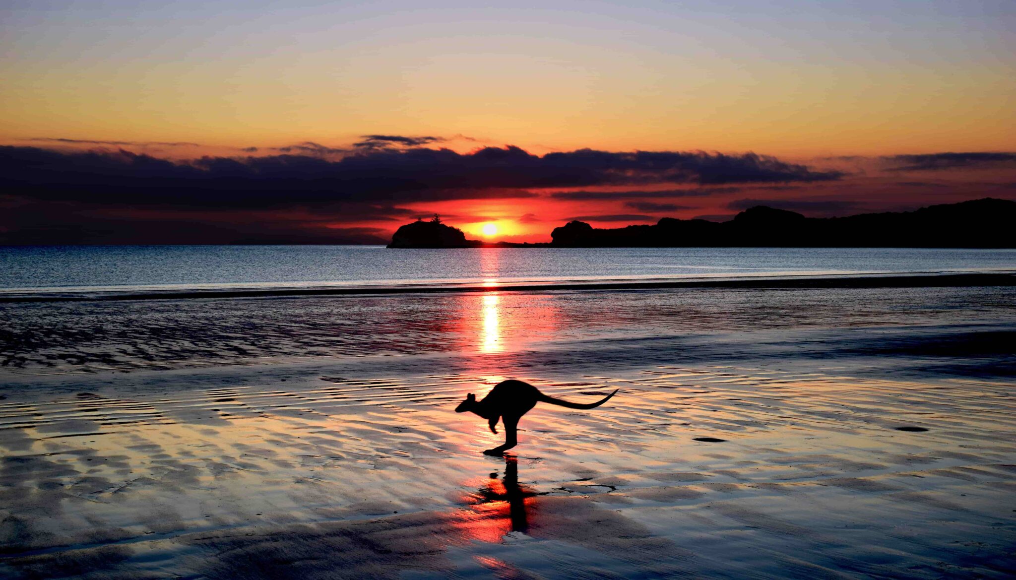 Kangourou sur la plage au coucher du soleil