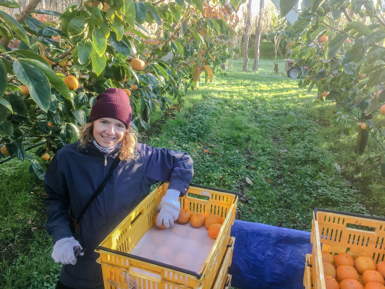 Travailler en ferme en Nouvelle-Zélande pendant un voyage de un an en PVT