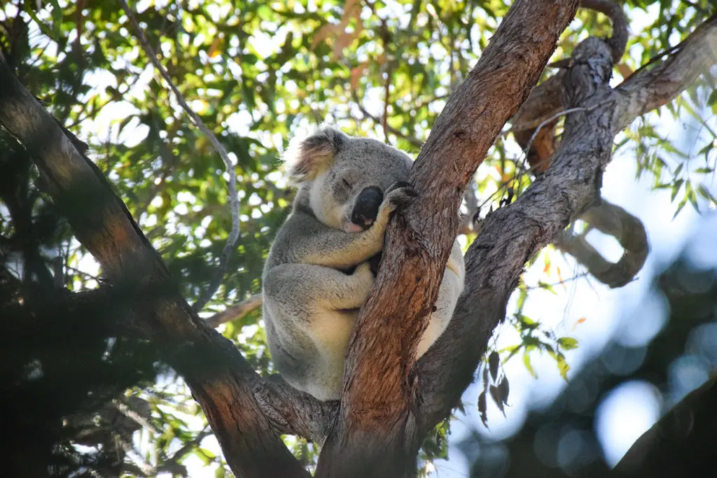 Koala sauvage en Australie à Magnetic Island