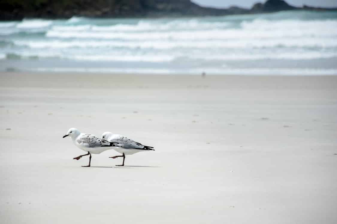 Mouettes sur la plage en Nouvelle-Zélande