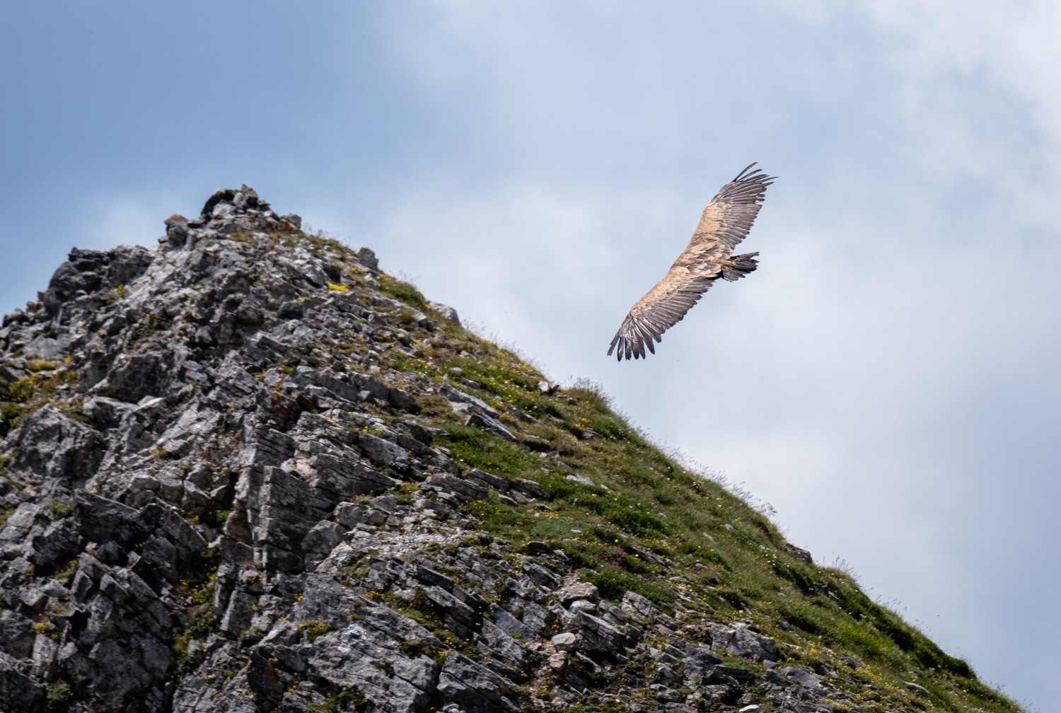 Observation vautours fauves dans les pyrénées en vallée d'Ossau