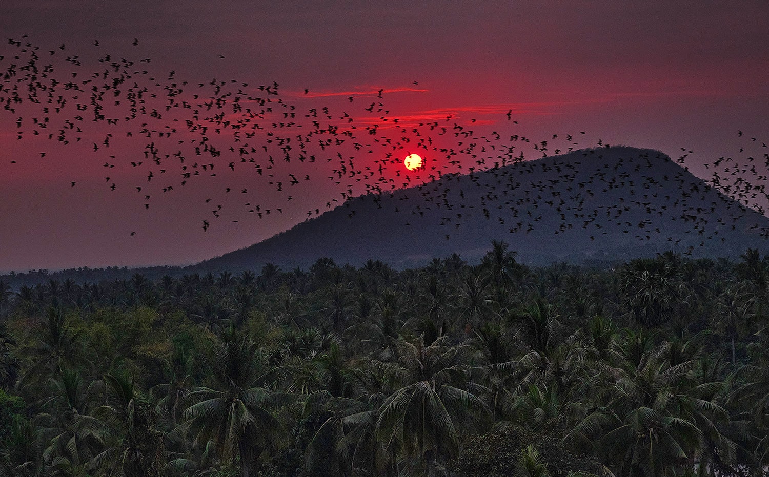 battambang chauves souris vol coucher de soleil cambodge