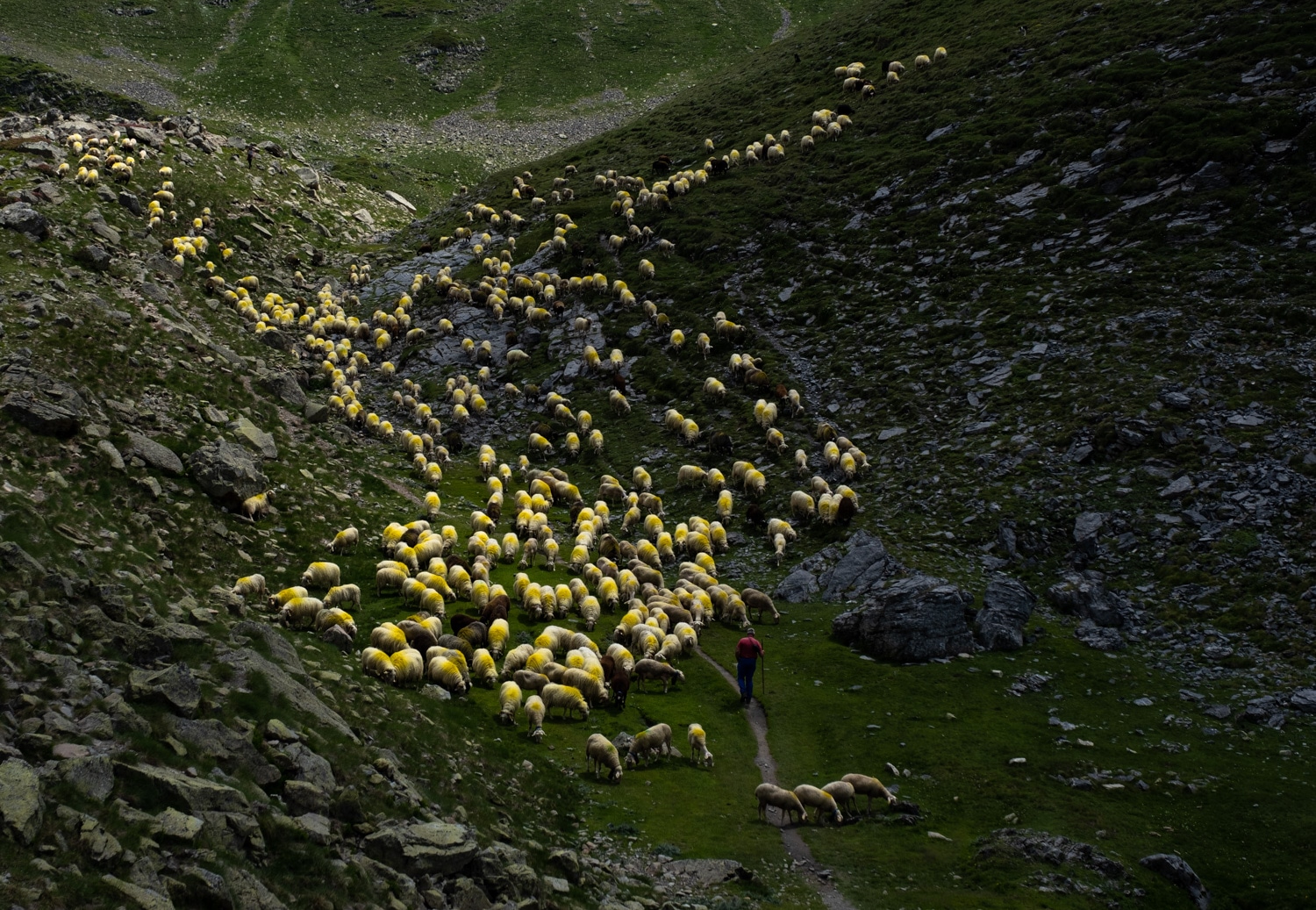 troupeau de brebis, animaux de montagne dans les Pyrénées