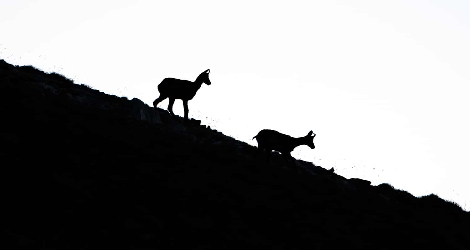 Les animaux de montagne : quel comportement adopter ?