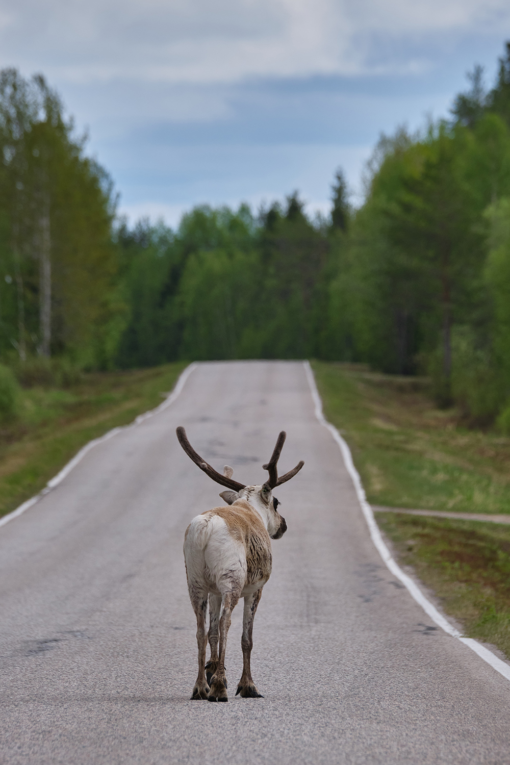 Route de Finlande avec un renne