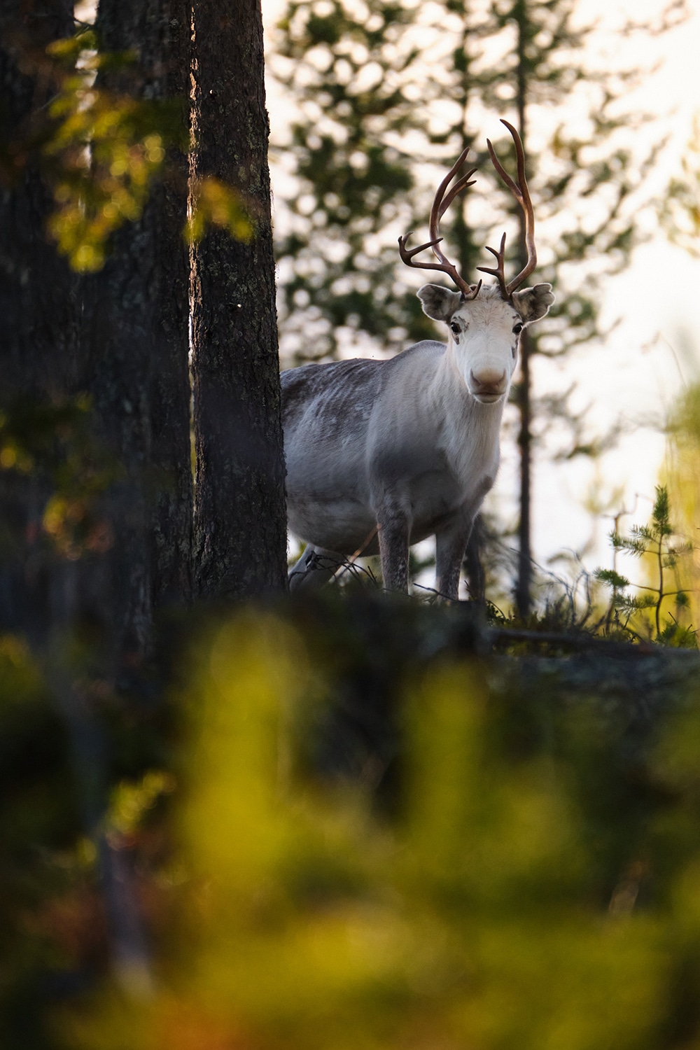Animaux sauvage en Laponie finlandaise