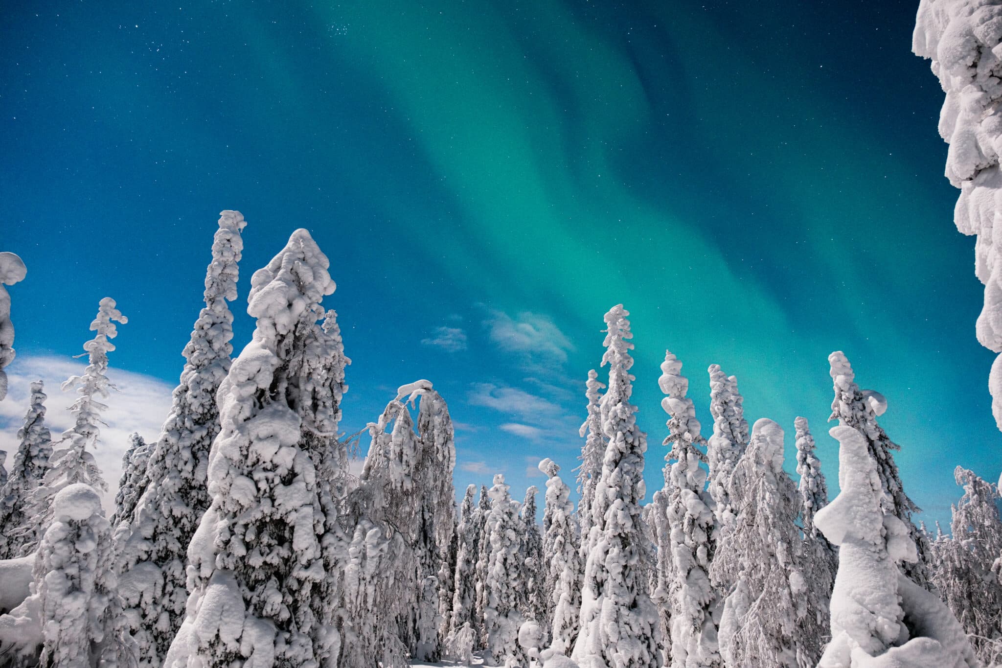 Aurores boréales dans le ciel de Laponie Finlandaise au dessus des sapins enneigés