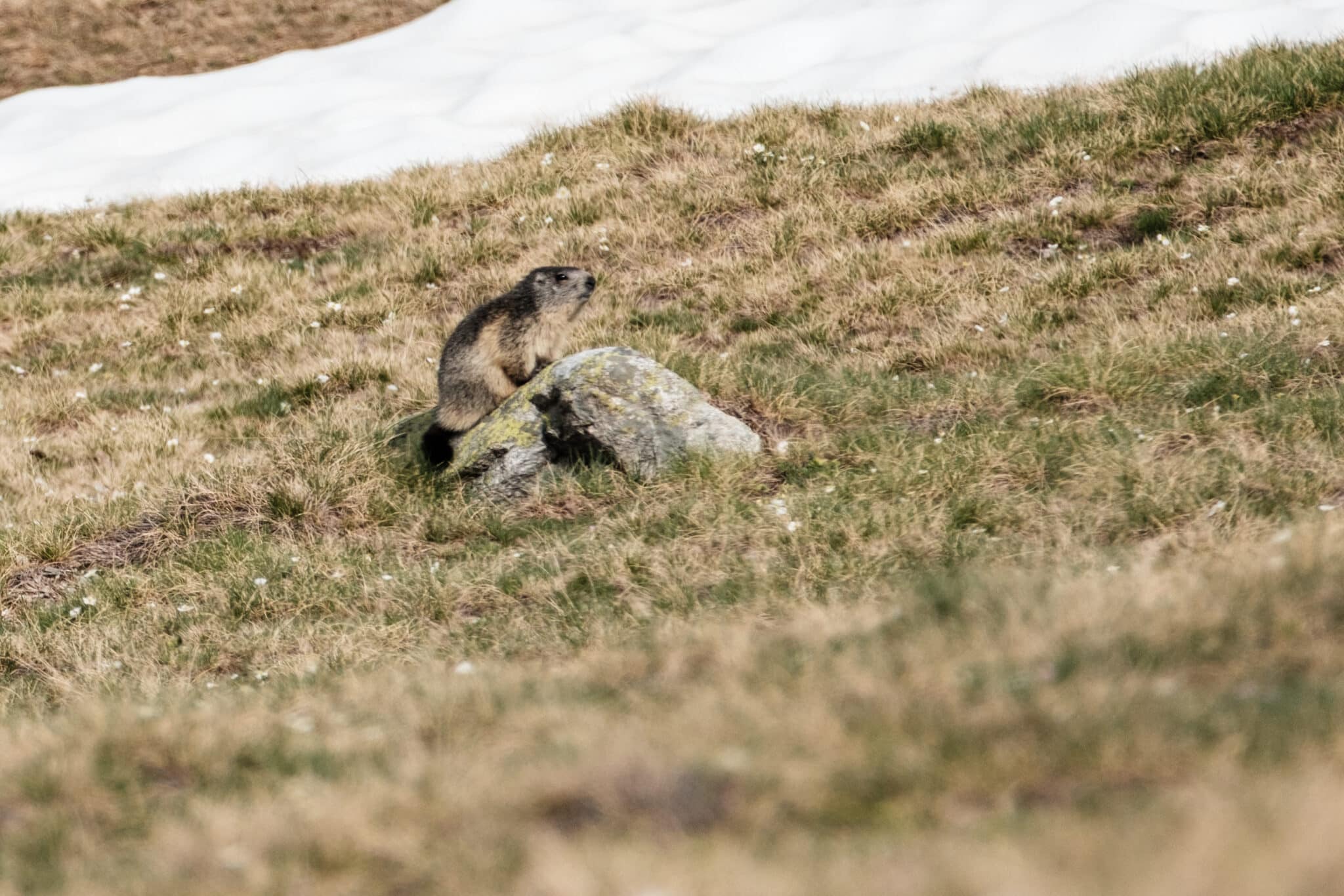 Marmotte dans la réserve naturelle de Néouvielle